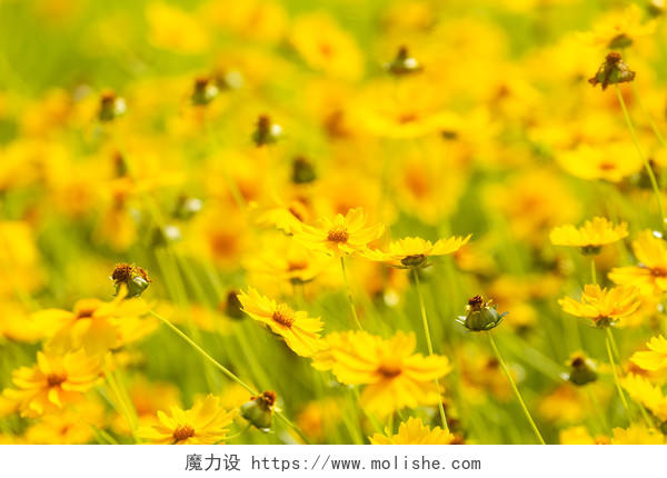 菊花黄色小花朵平铺背景jpg高清大图